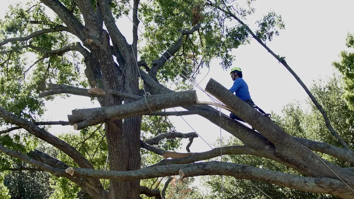 Professional Crown Thinning performed by certified arborists in Hull