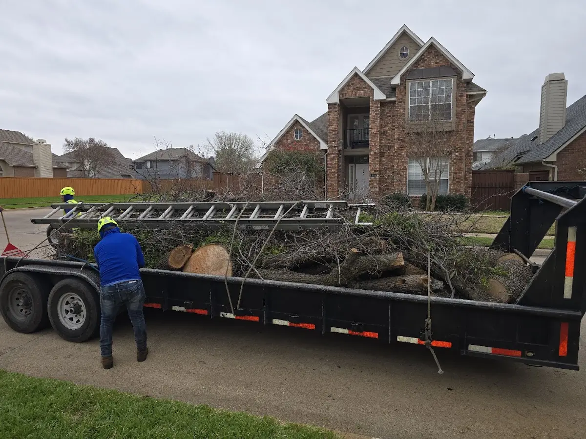Expert Tree Pest Control with proper safety equipment in Hull